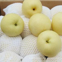 Fresh New Season Golden Pear